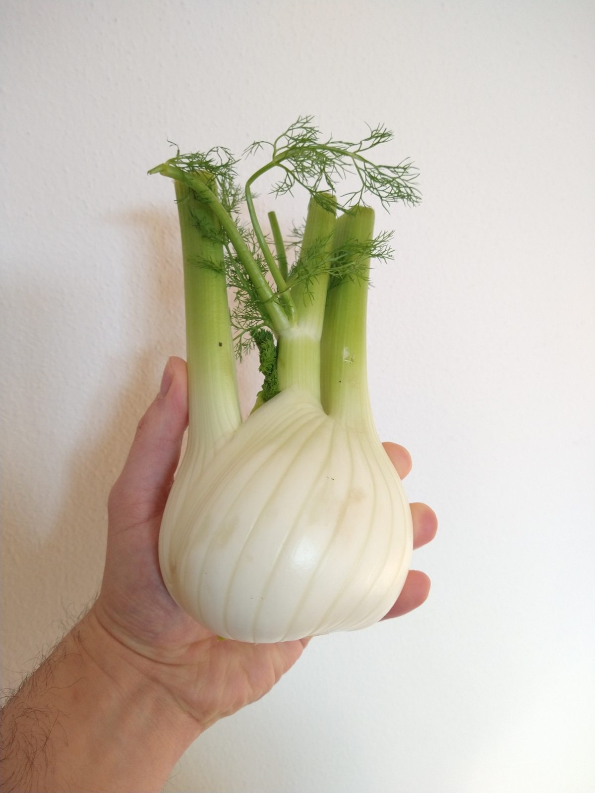 fano che tiene finocchio per articolo Finocchi: benefici e ricette