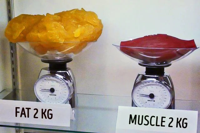 Confronto visivo tra 2 kg di grasso e 2 kg di muscolo - la differenza di volume